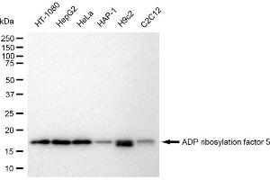 Western blotting analysis using ADP ribosylation factor 5 antibody (ABIN7797531).