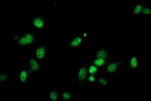 Immunofluorescence (IF) image for anti-phosphoglycerate Mutase 2 (Muscle) (PGAM2) antibody (ABIN1500170) (PGAM2 Antikörper)