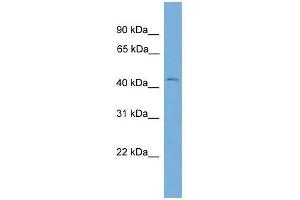 BXDC2 antibody used at 0. (BRIX1 Antikörper  (Middle Region))