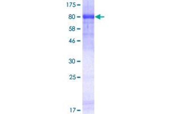 HDAC1 Protein (AA 1-482) (GST tag)