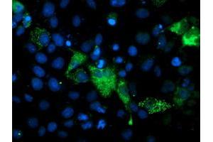 Immunofluorescence (IF) image for anti-phosphoglycerate Mutase 2 (Muscle) (PGAM2) antibody (ABIN1500173)