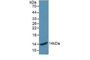 Detection of Recombinant HSPA2, Human using Monoclonal Antibody to Heat Shock 70 kDa Protein 2 (HSPA2) (HSPA2 Antikörper  (AA 529-615))