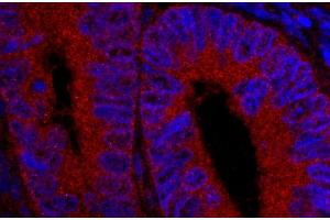 Immunofluorescence (IF) image for anti-Ubiquitin Specific Peptidase 5 (USP5) (AA 375-425) antibody (ABIN7449032) (USP5 Antikörper  (AA 375-425))