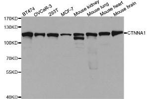 Western Blotting (WB) image for anti-Catenin (Cadherin-Associated Protein), alpha 1, 102kDa (CTNNA1) antibody (ABIN1876836)