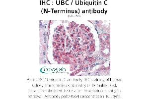 Image no. 1 for anti-Ubiquitin C (UBC) (N-Term) antibody (ABIN4889895)