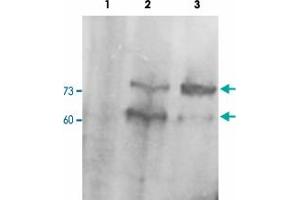 PCSK9 polyclonal antibody  staining (0. (PCSK9 Antikörper  (C-Term))
