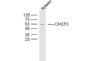 Mouse spleen lysates probed with CHST3 Polyclonal Antibody, Unconjugated  at 1:300 dilution and 4˚C overnight incubation.