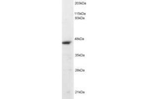 Image no. 2 for anti-Origin Recognition Complex, Subunit 4 (ORC4) (AA 350-362) antibody (ABIN293503) (ORC4 Antikörper  (AA 350-362))