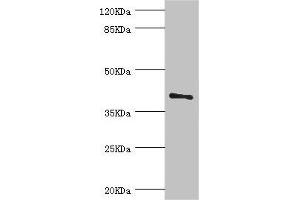 Western blot All lanes: LEFTY2 antibody at 2 μg/mL + A431 whole cell lysate Secondary Goat polyclonal to rabbit IgG at 1/10000 dilution Predicted band size: 41, 38 kDa Observed band size: 41 kDa (LEFTY2 Antikörper  (AA 57-366))