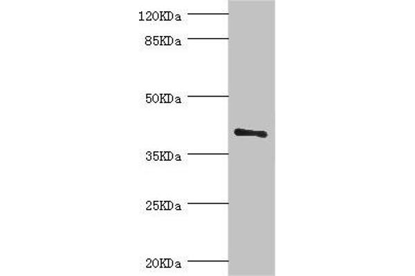 LEFTY2 antibody  (AA 57-366)