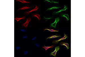 ABIN6260870 and ABIN6266837 staining Hela by IF/ICC. (Claudin 7 Antikörper  (C-Term))
