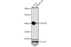 Western blot analysis of extracts from normal (control) and DNAJB1 knockout (KO) 293T cells using DNAJB1 Polyclonal Antibody at dilution of 1:1000. (DNAJB1 Antikörper)