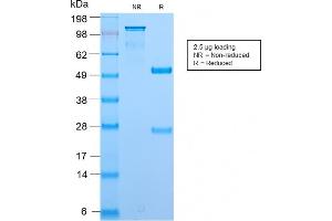 SDS-PAGE Analysis Purified BrdU Rabbit Recombinant Monoclonal Antibody (BRD2888R). (Rekombinanter BrdU Antikörper)