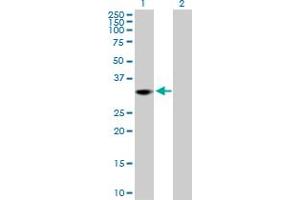 Western Blot analysis of THAP1 expression in transfected 293T cell line by THAP1 MaxPab polyclonal antibody. (THAP1 Antikörper  (AA 1-213))