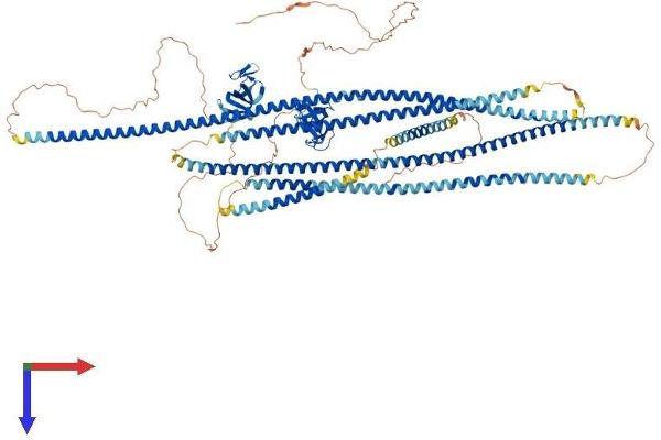 CLIP2 Protein (AA 1-1047) (His tag)