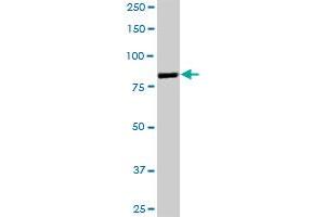 Western Blotting (WB) image for anti-Gelsolin (GSN) (AA 1-782) antibody (ABIN516215)