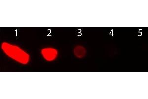 Dot Blot of Donkey anti-Goat IgG Antibody Texas Red Conjugated. (Esel anti-Ziege IgG (Heavy & Light Chain) Antikörper (Texas Red (TR)) - Preadsorbed)