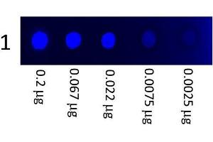 A three-fold serial dilution of Mouse IgG3 (FITC) starting at 200 ng was spotted onto 0.