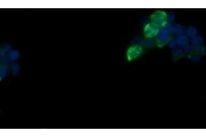 Image no. 1 for anti-Fetal and Adult Testis Expressed 1 (FATE1) antibody (ABIN1498226) (FATE1 Antikörper)