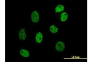 Immunofluorescence of purified MaxPab antibody to DAZAP1 on HeLa cell. (DAZAP1 Antikörper  (AA 1-407))