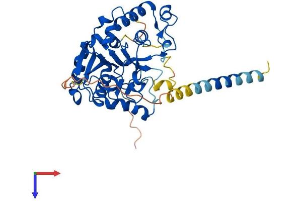 GLT8D1 Protein (AA 1-371) (His tag)