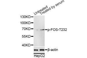 Western blot analysis of extracts of HepG2 cells, using Phospho-FOS-T232 antibody (ABIN5969895) at 1/1000 dilution. (c-FOS Antikörper  (pThr232))