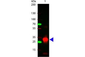 Image no. 1 for Rabbit anti-Human IgG (Fc Region) antibody (ABIN300553) (Kaninchen anti-Human IgG (Fc Region) Antikörper)