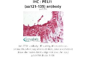 Image no. 1 for anti-Pellino E3 Ubiquitin Protein Ligase 1 (PELI1) (AA 121-135) antibody (ABIN1737979) (Pellino 1 Antikörper  (AA 121-135))