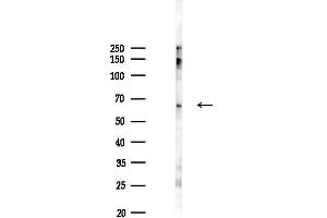 Western blot analysis of lysates from PC12 cells(LPS 4h treatment), using M Antibody at 1/1000 dilution.