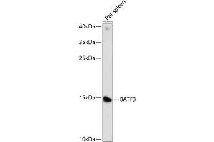 Western blot analysis of extracts of Rat spleen using BATF3 Polyclonal Antibody at dilution of 1:1000. (BATF3 Antikörper)