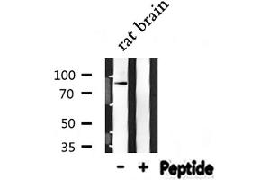Western blot analysis of NEDD9 expression in Rat brain lysate (NEDD9 Antikörper  (Internal Region))