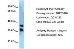 Image no. 1 for anti-Phosphoglycolate Phosphatase (PGP) (C-Term) antibody (ABIN6749960) (PGP Antikörper  (C-Term))