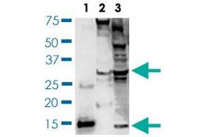Western blot (Cell lysate) analysis of BDNF expression of SH-SY5Y cell lysates. (BDNF Antikörper)