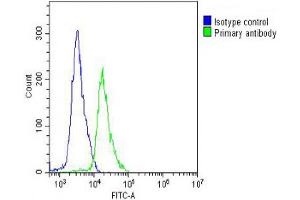 Overlay histogram showing Jurkat cells stained with Antibody (green line). (CCT8L2 Antikörper  (AA 92-124))