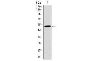 Image no. 1 for anti-Ubiquitin B (UBB) antibody (ABIN1501611) (Ubiquitin B Antikörper)