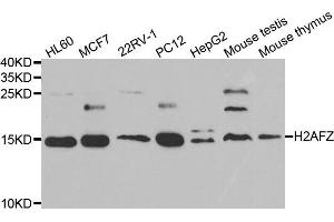 Western blot analysis of extracts of various cell lines, using H2AFZ antibody.