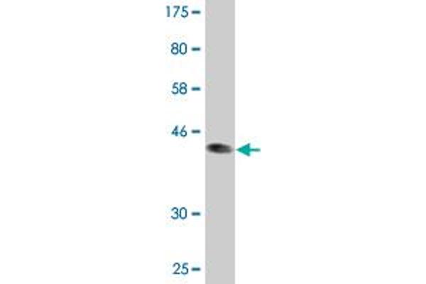 Basonuclin 1 Antikörper  (AA 599-705)