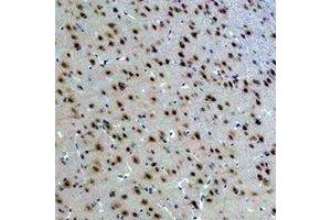 Immunohistochemical analysis of 14-3-3 epsilon staining in rat brain formalin fixed paraffin embedded tissue section. (YWHAE Antikörper)