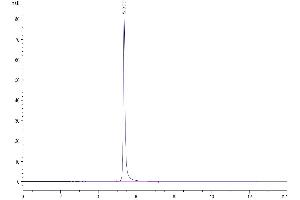 The purity of Human CD93/C1q R1 is greater than 95 % as determined by SEC-HPLC. (CD93 Protein (CD93) (AA 22-580) (Fc Tag))