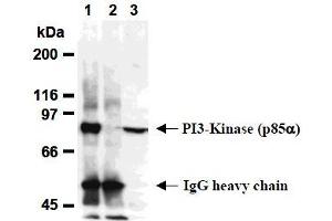 Western Blotting (WB) image for anti-Phosphoinositide 3 Kinase, p85 alpha (PI3K p85a) antibody (ABIN1108652)