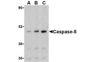 Image no. 2 for anti-Caspase 5, Apoptosis-Related Cysteine Peptidase (CASP5) antibody (ABIN319133) (CASP5 Antikörper)