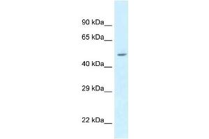 Western Blot showing ATXN10 antibody used at a concentration of 1 ug/ml against 293T Cell Lysate (Ataxin 10 Antikörper  (N-Term))
