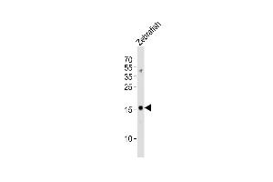 Anti-gabarapl2 Antibody (N-term) at 1:1000 dilution + Zebrafish lysates Lysates/proteins at 20 μg per lane. (GABARAPL2 Antikörper  (N-Term))