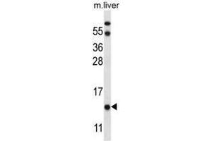 UQCRB Antibody (Center) western blot analysis in mouse liver tissue lysates (35 µg/lane). (UQCRB Antikörper  (Middle Region))