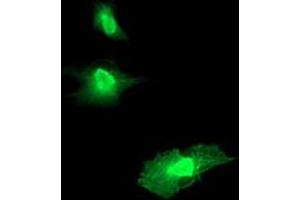 Immunofluorescence (IF) image for anti-Regulator of G-Protein Signaling 16 (RGS16) antibody (ABIN1500691) (RGS16 Antikörper)