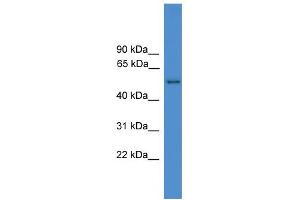 WB Suggested Anti-SERPINF2 Antibody Titration: 0. (alpha 2 Antiplasmin Antikörper  (N-Term))