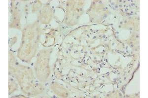 Immunohistochemistry of paraffin-embedded human kidney tissue using ABIN7161542 at dilution of 1:100 (NFAM1 Antikörper  (AA 186-270))