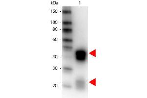 Western Blot of Peroxidase conjugated Donkey anti-Rabbit IgG antibody. (Esel anti-Kaninchen IgG (Heavy & Light Chain) Antikörper (HRP) - Preadsorbed)