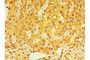 Immunohistochemistry of paraffin-embedded human adrenal gland tissue using ABIN7148491 at dilution of 1:100 (GPS1 Antikörper  (AA 222-491))