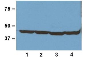 1:1000 (1μg/mL) Ab dilution used in WB of 20μg/lane tissue lysates from human (1), mouse (2), rat (3), and rabbit (4) (ERK1 Antikörper)